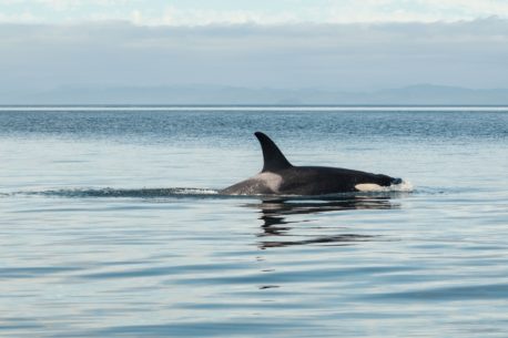 Norvegia orche